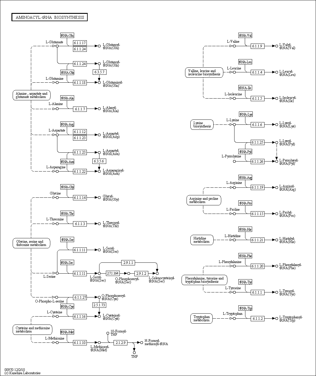 Cell Cycle