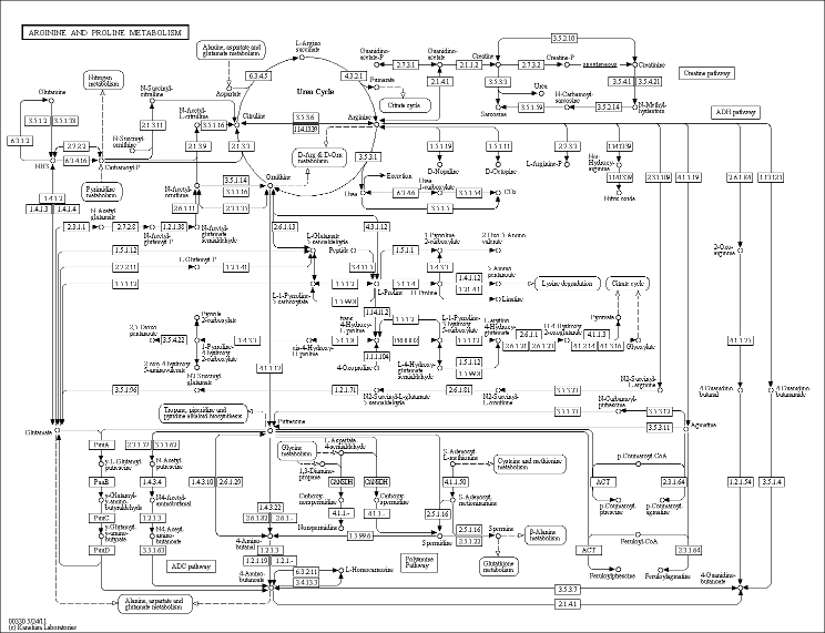 Cell Cycle