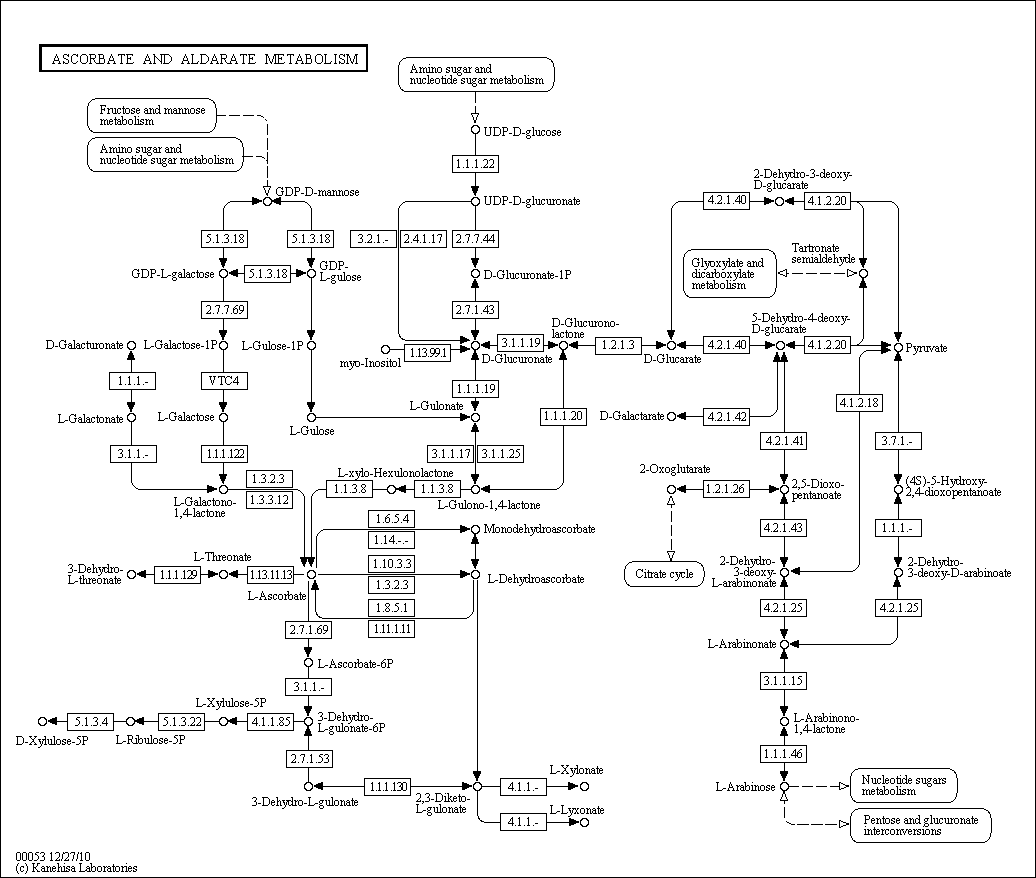 Cell Cycle