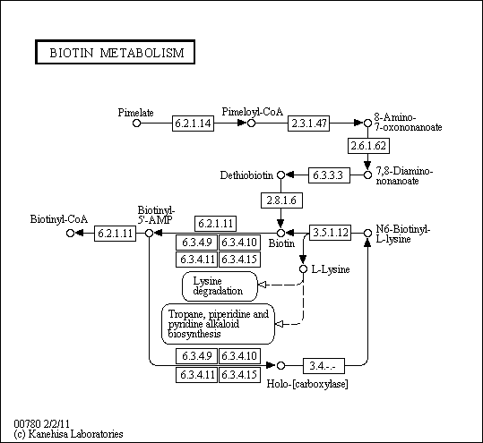 Cell Cycle