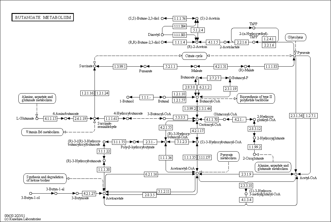 Cell Cycle