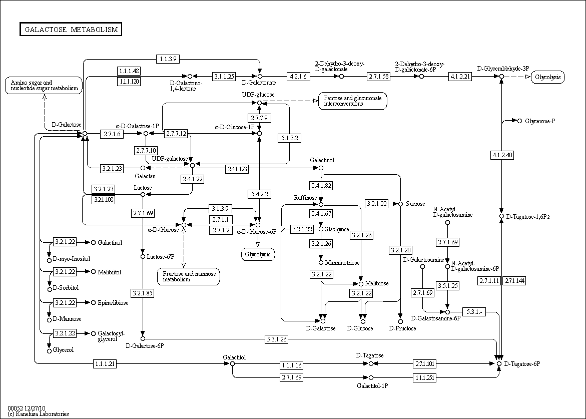 Cell Cycle