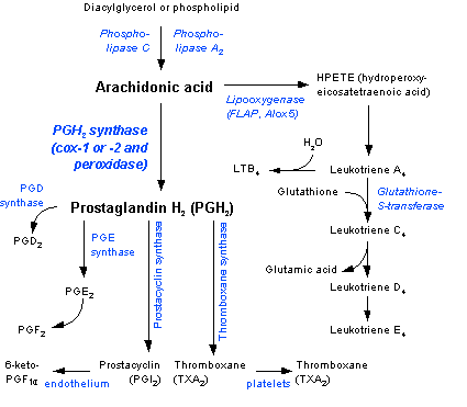 Cell Cycle