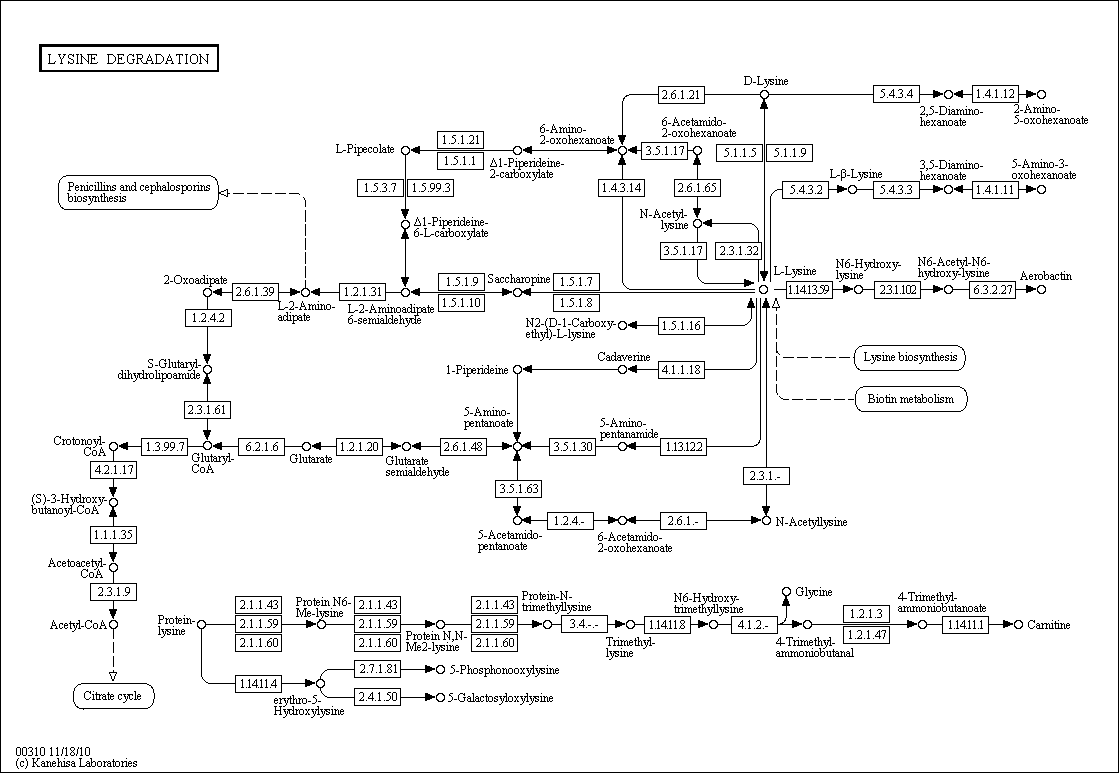 Cell Cycle