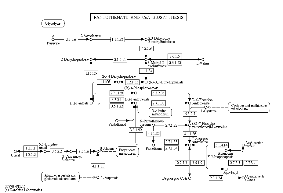 Cell Cycle