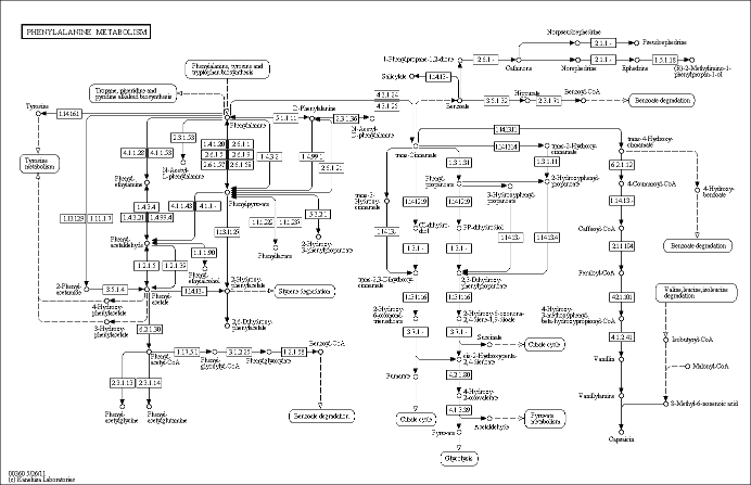 Cell Cycle