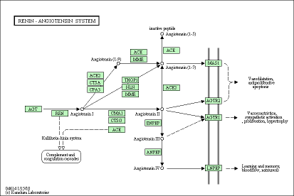 Cell Cycle