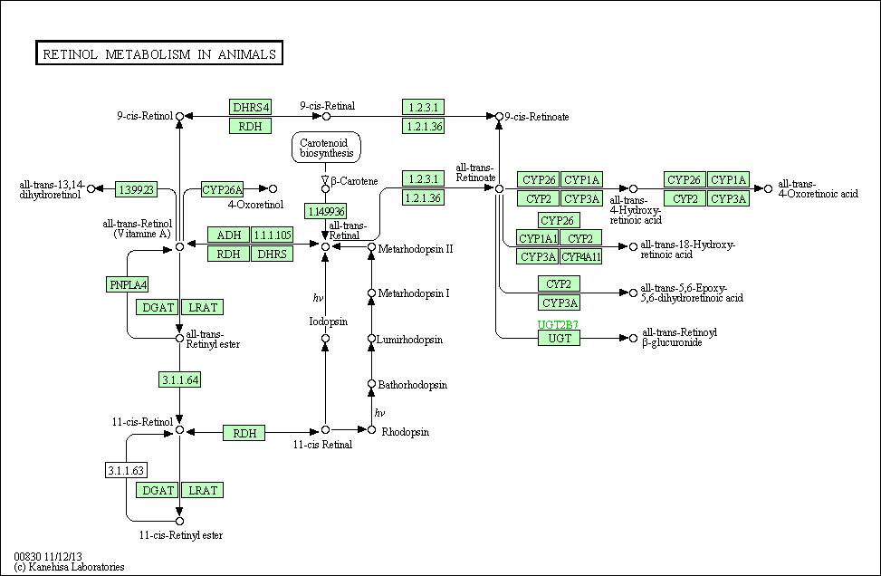 Cell Cycle