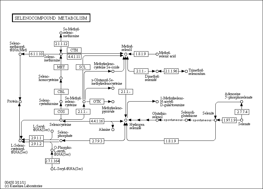 Cell Cycle