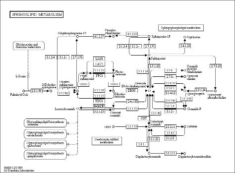 Cell Cycle