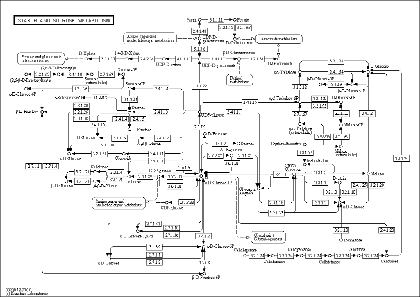 Cell Cycle