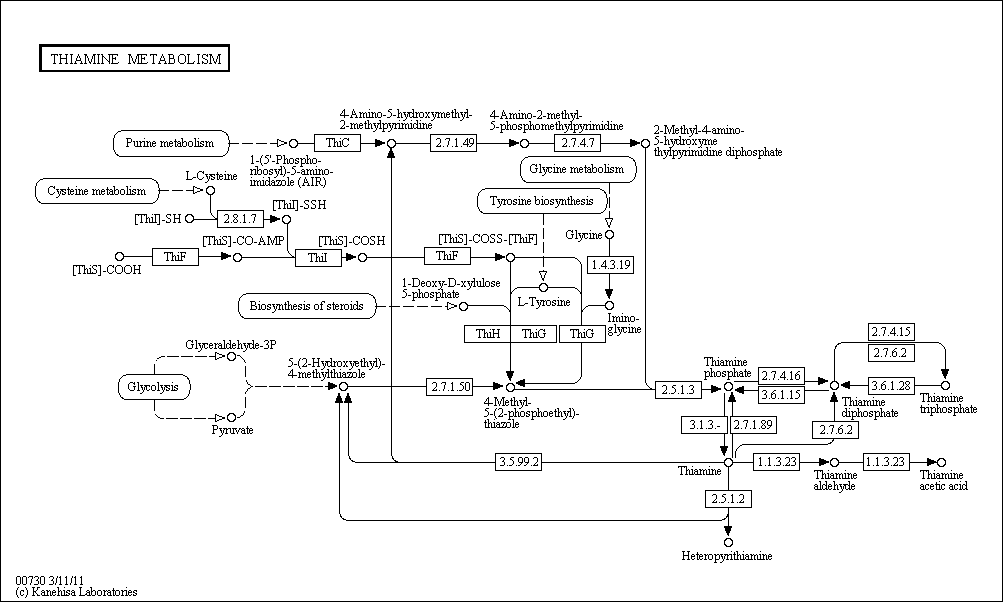 Cell Cycle