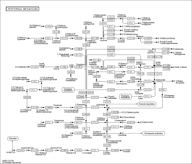 Tryptophan Metabolism