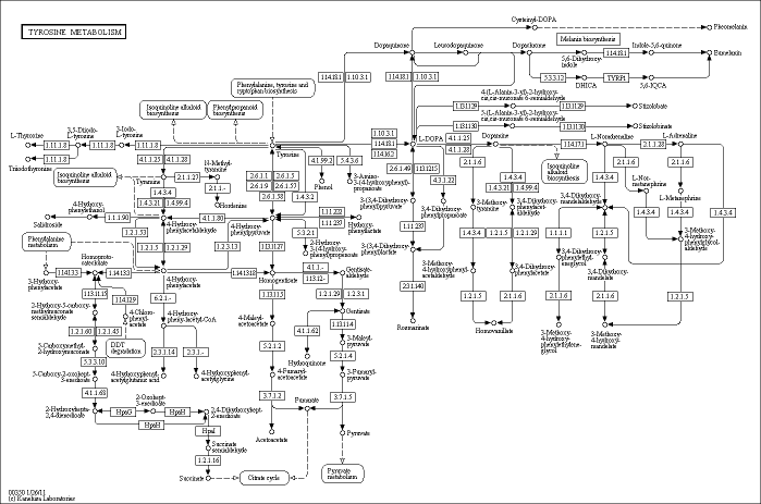 Cell Cycle