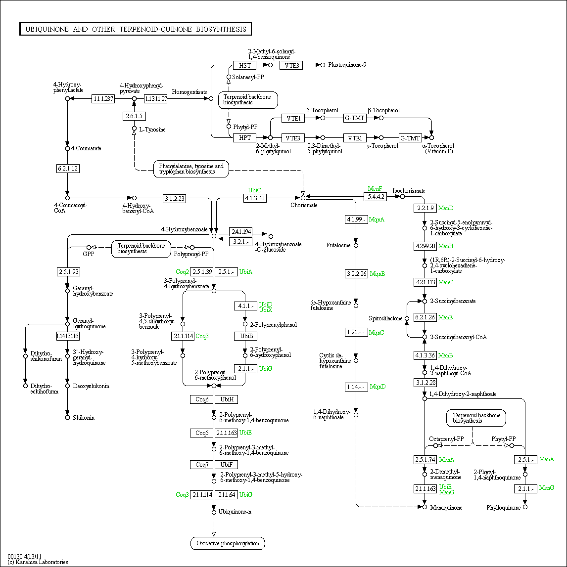 Cell Cycle