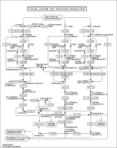 Cell Cycle