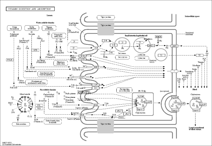 Cell Cycle