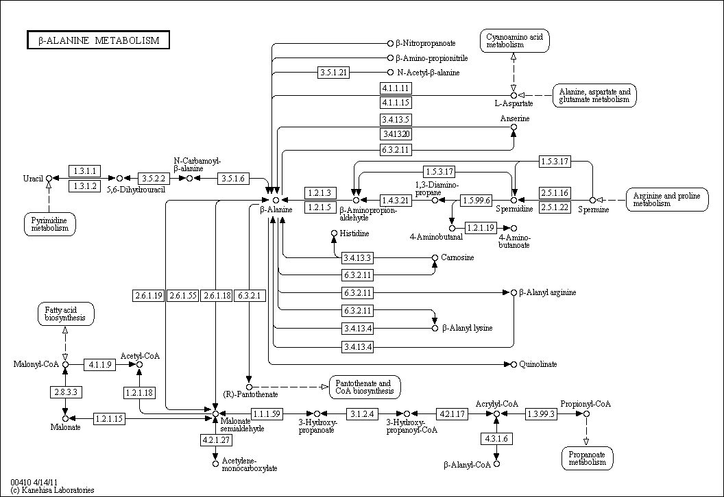 Cell Cycle