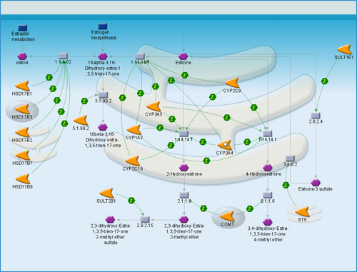 Cell Cycle