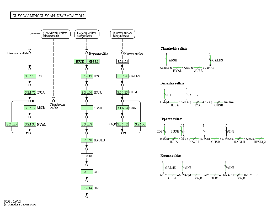 Cell Cycle