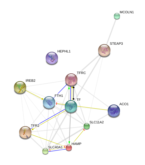 Cell Cycle