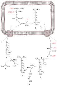 Cell Cycle