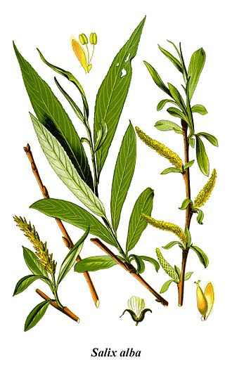 salix alba