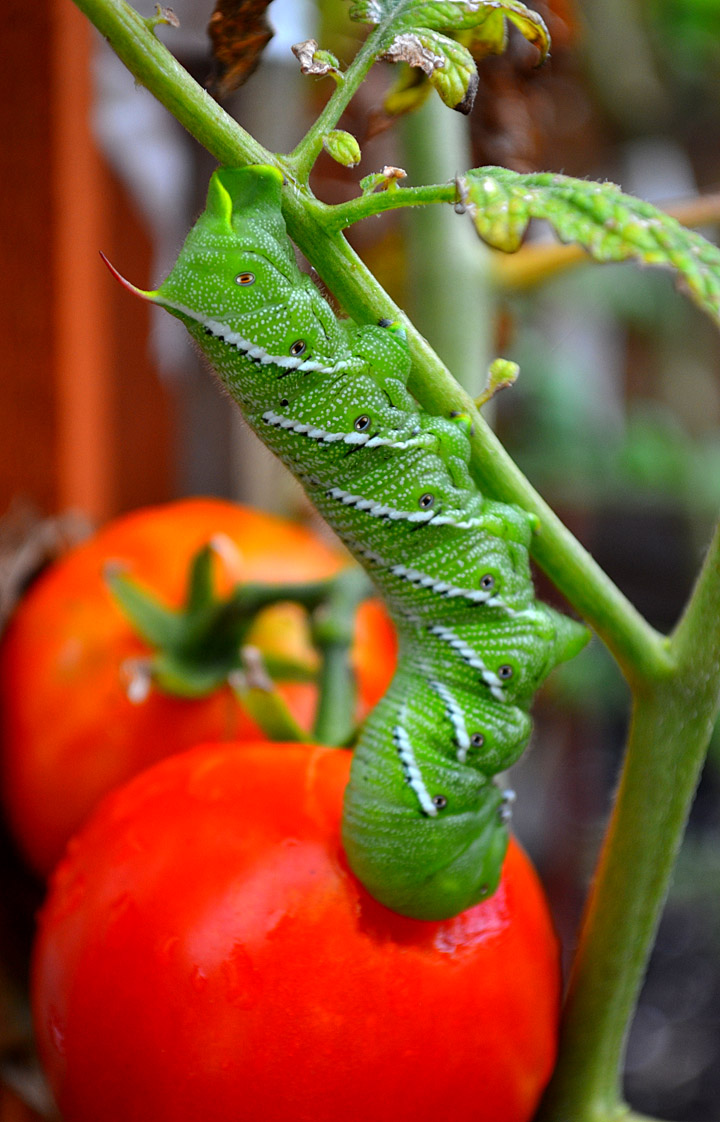 tomato pest