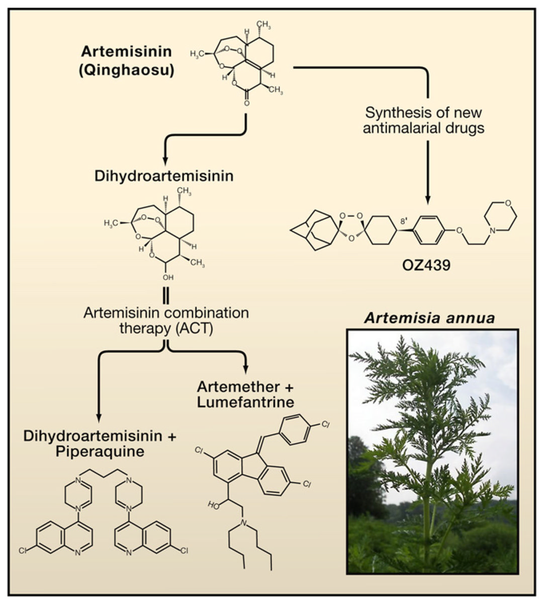 artemisinin combination therapy