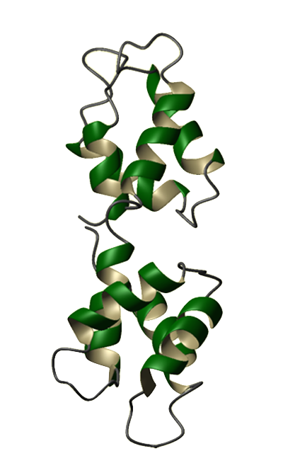 Calmodulin ribbon diagram