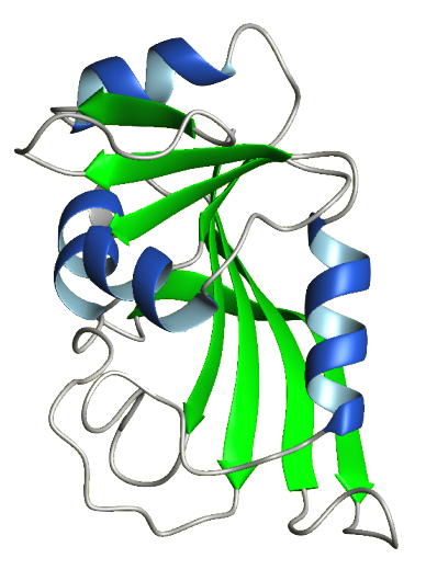 DHFR ribbon diagram